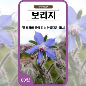 보리지 씨앗 60립 허브씨 별꽃 쾌활초 희귀 식물 종자 Boage 봄 여름 가을 꽃, 1개