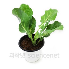 [과학코리아] (4월입고예정/순차발송) 배추흰나비 (먹이식물) (대) (1개입) /먹이식물만 케일만 나비알 미포함