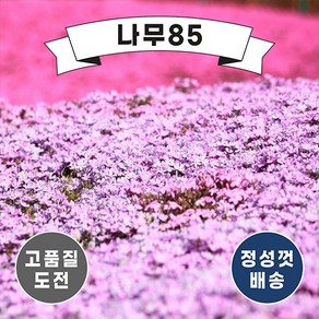 (나무85) 꽃잔디 포트 5종 시리즈, 3. 꽃잔디 홍설 포트 (10주묶음), 1개