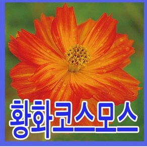 지엘파크 황화코스모스씨앗 1kg 약40평 야생화 개화기7~10월