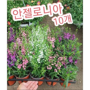 안젤로니아꽃 10개/안젤로니아는 천사의 얼굴이라는 꽃말, 10개