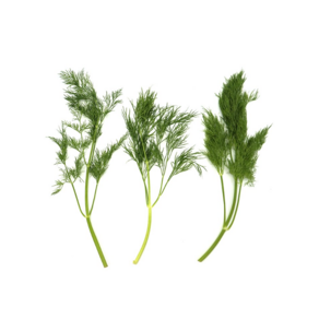 딜 Dill 1팩 50g 허브 향신료