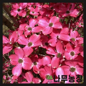 (나무농장) 미꽃산딸나무 체로키치프 R4 내외 개화주 분, 1개