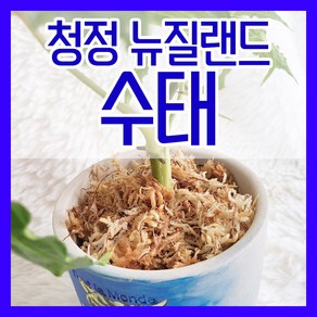 뉴질랜드 청정수태 호접란 풍란 양란 난 분갈이 삽목 뉴질랜드산, 100g, 1개