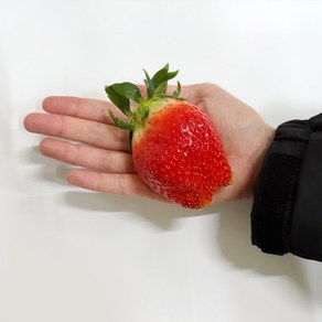 프리미엄 제철 딸기 킹스베리 과일 선물세트 왕사이즈 1kg (개별 60g 이상) 설 설날 명절