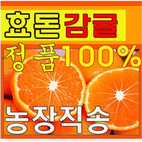 제주효돈감귤(농협납품) 5 10kg-당일선별배송, 1개, 5kg(작은귤)(2S)