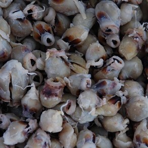 포항마트 조미 오징어입 중대 / 반건조 조미 오징어입 맛있는 오징어입, 1개, 오징어입_중대_1kg