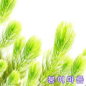 토종 수초 붕어마름 ( 5촉~ 키우기 쉬운 수초), 1개