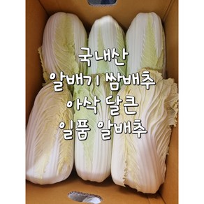 전라도 국내산 알배기 쌈배추 아삭한 알배추 4통 6통 12통, 12개, 8kg(내외)