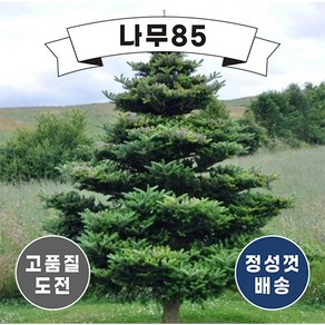 (나무85) 구상나무 P9 포트, 5개