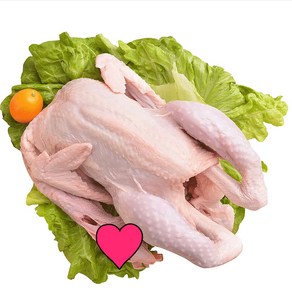 (배터짐) 보신용 노계닭 산란계 쫄깃한 식감, 1.5kg, 3개