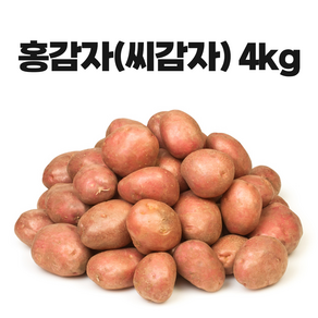 영진팜 강원도 홍감자 종자 씨감자 왕산면 로즈 카스텔라 감자 씨앗, 4kg, 1개