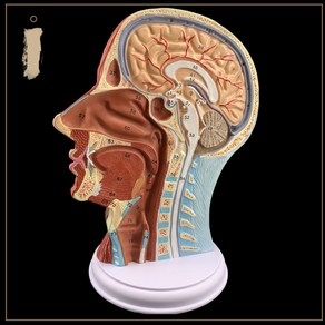 얼굴 뇌혈관 두개골 해부학 인체모형 머리 모델, 머리 표면 구조 모델