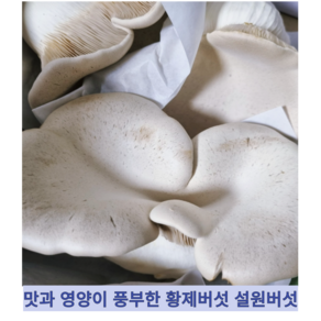 [국내산] 신선한 맛과 영양이 풍부한 명품 프리미엄 황제버섯 설원버섯, 2개, 600g 내외