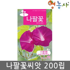 나팔꽃 중포장 씨앗 200립