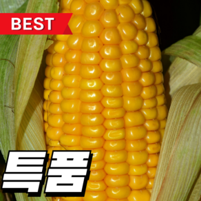 [대과14cm이상] 고품질선별 달콤탱글 국산 초당옥수수, 5개, 1.5kg 내외
