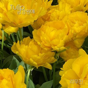 튤립(Tulip) 추식 구근 겹툴립 리무진(1set-5구) 금강원예, 1세트