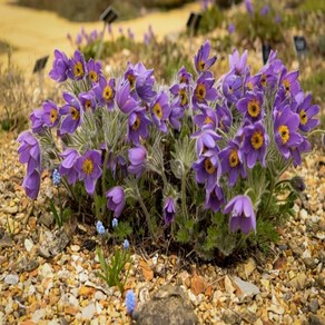 유럽할미꽃 바이올렛블루 Pulsatilla vulgais 10립 (척박한 토양에 잘 적응), 1개