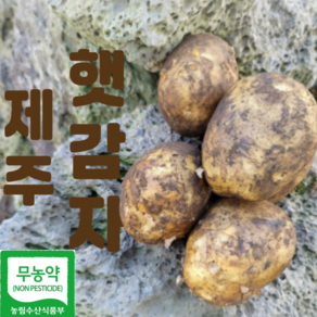 [산지직송 햇감자] 제주 농장 직송 탐나 햇감자 무농약 GAP 감자 흙감자, 1박스, 햇감자 왕,특,대 혼합 3kg