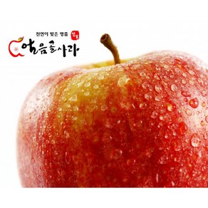 [유명안농원] 밀양얼음골 사과 5-10kg 부사 (11-46과) 산지직송 직접재배