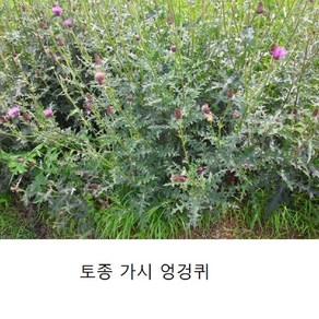 (원진약초농원) 생 엉겅퀴 전초 1kg/생 엉겅퀴 생초, 1개