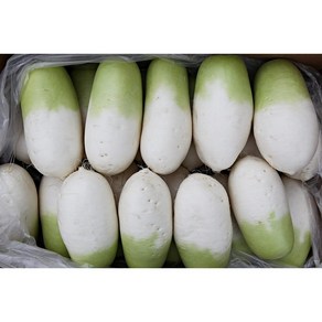 [대박농수산] 국내산 제주 월동무 세척무 깍두기 무 5kg 10kg, 3kg, 1박스