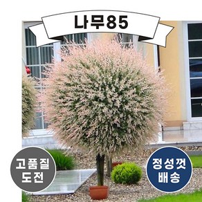 (나무85) 플라밍고샐릭스, 무늬버들(플라밍고샐릭스) R2cm 스탠다드형, 1개