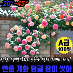 [연중개화]사계절 덩굴 장미 씨앗 다계절 장미 씨앗 덩쿨 장미 씨앗, A급 100알