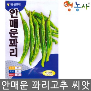 안매운 꽈리고추 씨앗 100립 영농사, 1kg, 1개