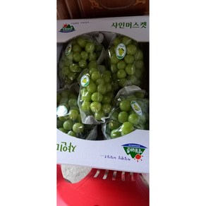 [농장직배송] 샤인머스켓 제철과일 가정용 선물용 1.5kg 2kg 4kg 원산지:국산(경상북도 김천시) [원산지:국산(경상북도 김천시)], 1개, 김천농장직판매 1.5키로[3천박스한정판매]