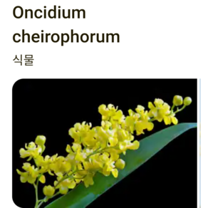 [신라난농원]환타지아.Oncidium cheiophoum.원종.온시디움 케어라퍼럼.향천(쵸코렛향)..신상품입고.예쁜노랑색.필독뒷사진참고., 1개