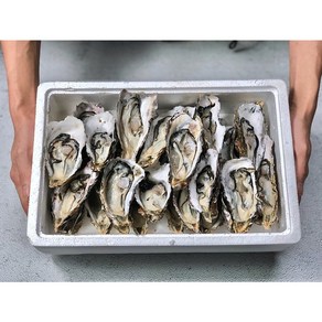 오늘 잡은 싱싱한 프리미엄 세척 석화 5kg 10kg an oyster