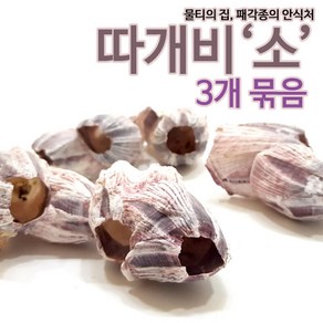 (3개묶음) 따개비 (소) 산란상/은신처/장식용품, 3개