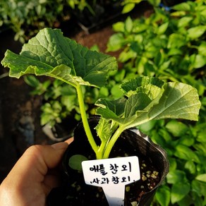 [모종모종]사과참외 모종 2주 (2주 1셋트)(애플참외) 1개 주문시 2주 발송합니다