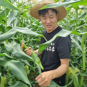 [참좋은] 산지직송 특품 껍질채 초당옥수수 최고당도 19브릭스 이상, 5개입(9cm이상), 껍질채 초당옥수수 중품