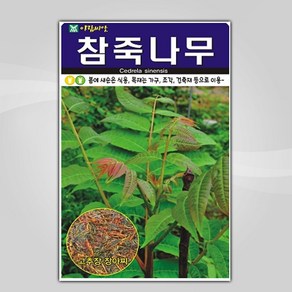 슬로시 나무 씨앗 단풍 담쟁이덩굴 씨 종자 해송 감나무, 1개