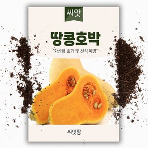 땅콩호박 씨앗 (10립) 버터넛트, 1개