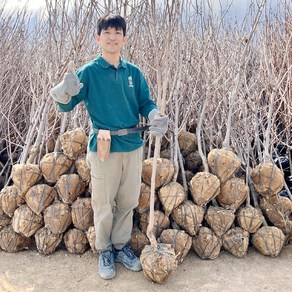 감나무 묘목 차량 단감나무 5년생 분묘 결실주