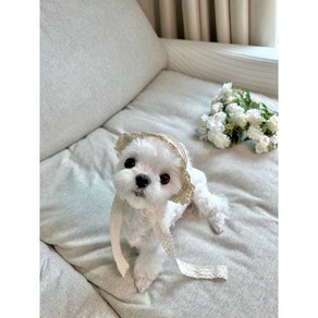 애견 강아지 고양이 여름 레이스 밀짚모자, 베이지, 1개