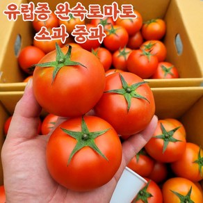 유럽종 완숙 찰 토마토, 5kg(소), 1개