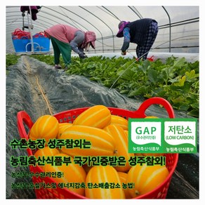[당일수확]성주꿀참외가정용랜덤과5kg당일발송, 1개