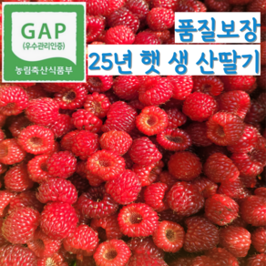 [품질보장] 프리미엄 GAP 국산 청도 생 산딸기, 1개, 500g