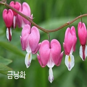 꽃씨앗 금낭화 (10립) -다년초 종자씨앗 야생화 씨앗모음