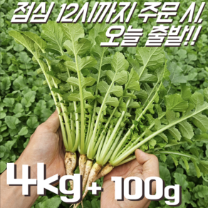 [달콤밥상 어린열무] 물 좋은 철원 산지직송 어린열무, 1개, 어린열무 4kg