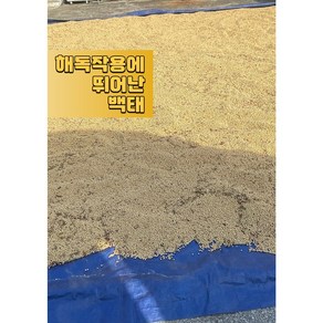 2023년 국산 강원도 햇메주콩 콩국수콩 대두 두유콩 대원 1kg, 1개