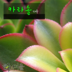 허브여울다육 카라솔(까라솔) 지름 15cm 중품화분, 1개