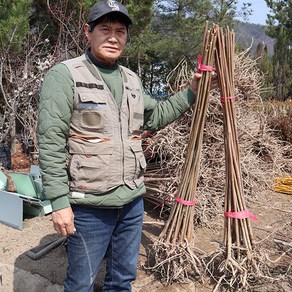 국내산 토종 가죽나무 묘목 1-2년생 참죽나무, 1년생 60CM 전후, 1개