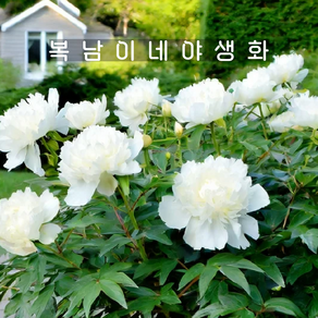 볼오브크림 [1포트 복남이네야생화 보울 흰겹 작약 목단 피오니 peony], 1개