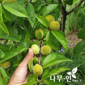 [나무인] 개복숭아나무 분뜨기, 1개