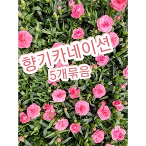 향기카네이션 5개묶음/향카네이션 향카 핑크키세스 카네이션, 5개